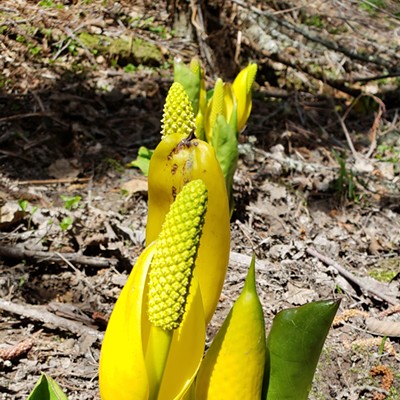 Skunk cabbage in bloom