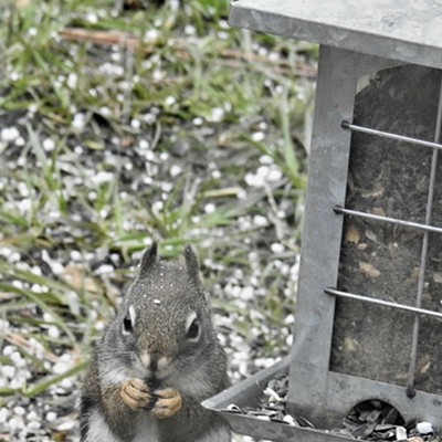 Sneaky Squirrel