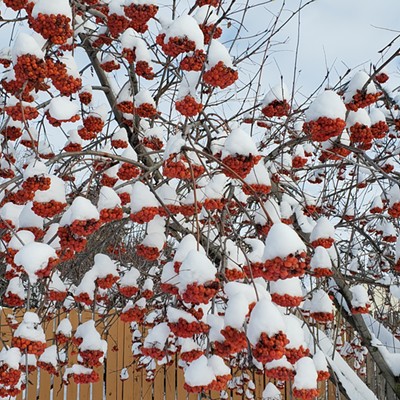 Snow caps on mountain ash berries