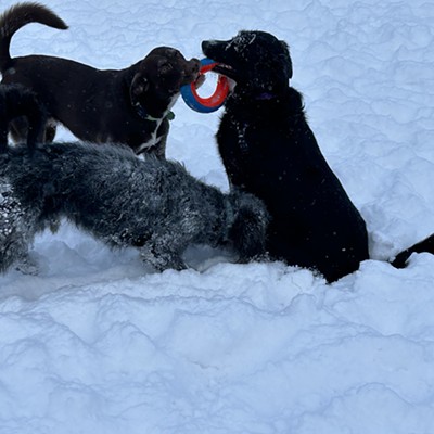 Neighborhood pup playtime.