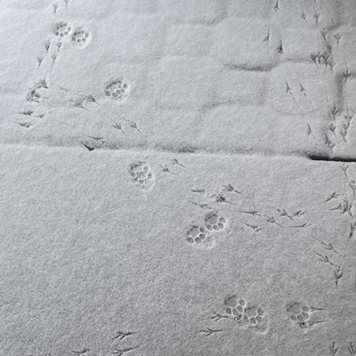 snow prints