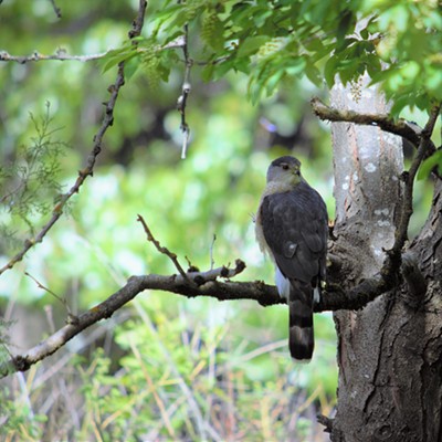 Sparrow Hawk