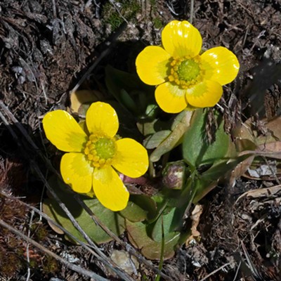 Spring's First Wildflower