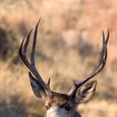 Stan Gibbons found this deer hanging out at Hellsgate State Park on 11-21- 2020.