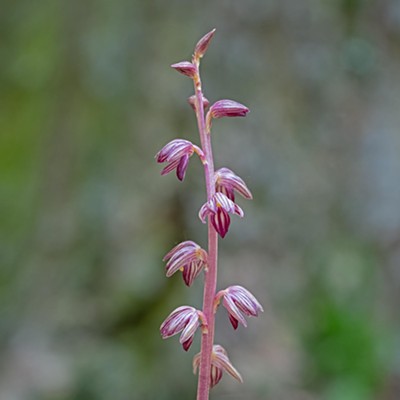 Striped Coralroot