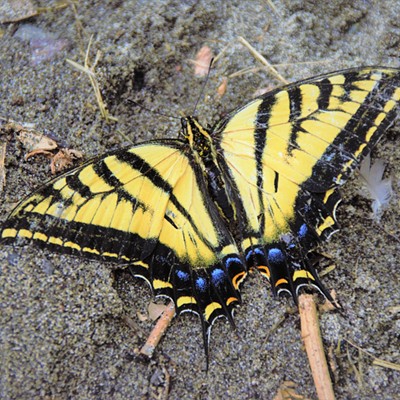 Swallowtail at the Beach