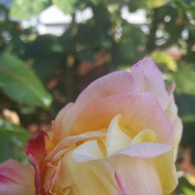 A solitary rose in my front yard in October. Photo by&nbsp;Bonni Leonardson taken Oct. 25, 2017.