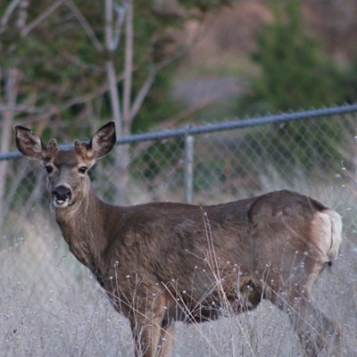 This picture is of one of our local deers that hang around the hillside above Winco foods .. I was out doing photography and this little guys came out and with my long lens I was about to shoot this picture.. he looked right at me and if you look close enough he’s sticking out his tongue and posed for the picture!  Taken September 2023 in the evening around 4pm