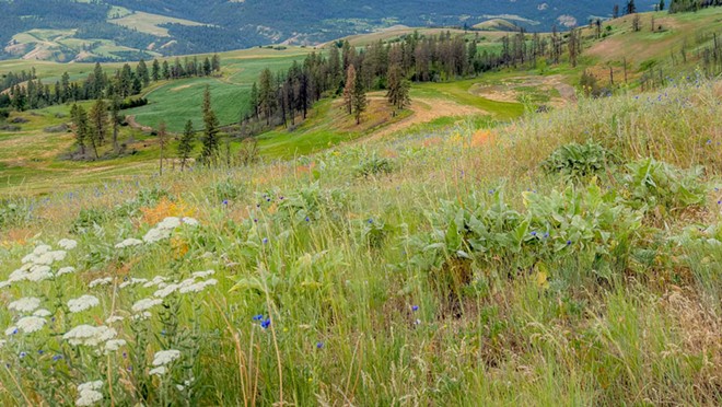 Weippe Prairie