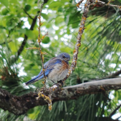 Western Bluebird