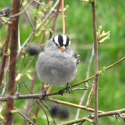 White crowned Sparrow