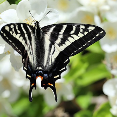 Pale swallowtail on syringa blooms at my home in Lewiston. Photo by Stan Gibbons on 5/31/2024.