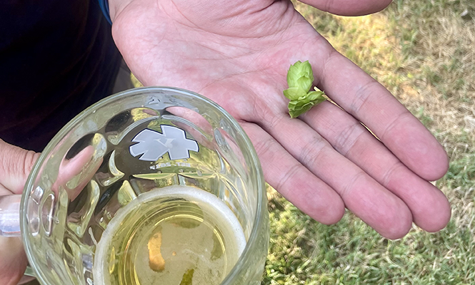 Cone-shaped hops add distinct flavors to beers and other brewed beverages. - ERIN MOORE