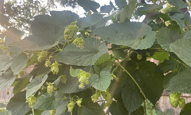 Hops grow on  sprawling, sticky plants known as bines. - COURTESY PHOTO