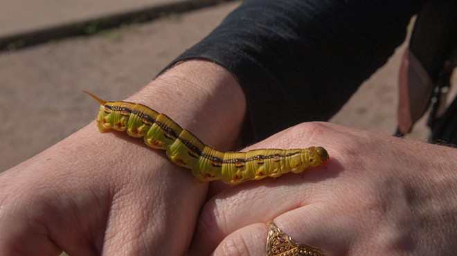 On the crawl: Why so many caterpillars are wriggling around Arizona